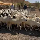 سواكن مربوط
