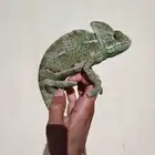 حرباء بالغة منتجة للبيع