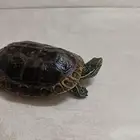 سلحفاة برمائية للبيع