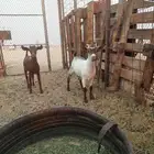 للبيع بهم محليات وبشيات العلف شعير وبرسيم