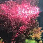 نبات مائية لأسماك الزينة عرض النصف على الروتالا ريد بلد