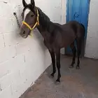 مهر للبيع