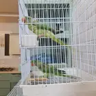 نثيتين ببغاء دره نبالي العمر سنه