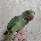 للبيع فرخ نيبالي مفطوم
