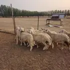 طليان جبره ذكور للمناسبات العدد 11