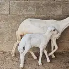 للبيع نعجة جدعة منتوج بكبش صحة وجرم طيب