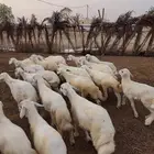 بهم حري نظيف العدد 22