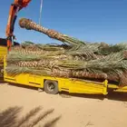 يوجد لدينا جميع انواع النخل للبيع للتواصل