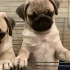 كلاب pug