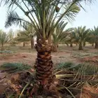 السلام عليكم ورحمه الله وبركاته يوجد لدينا جميع انواع انخيل