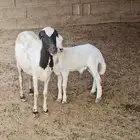 للبيع نعجة بلدية منتوج بكبش صحة وجرم طيب