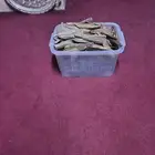 بخور عود كلمنتان الاصلي ضمان ذهبي شهر اصلي