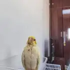 كروان لاتينو