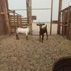 للبيع بهم معزا محليات وبشيات شرط الصحة