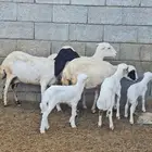 للبيع ضان بلدية مناتيج جروم واسنان طيبة