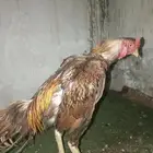 للبيع ديك ميوالي