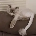 Free cat for adoption.   قط مجاني للتبني
