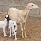 للبيع نعجة بلدية منتوج بتوم صحتها وجرمها طيب