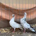 حمام كوري