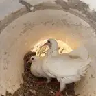 حمام فرنسي