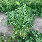 للبيع برسيم اخضر