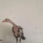 شامو ديك