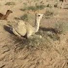 بكره عليانيه كفو