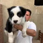 جراوي الباي