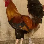 ديك
