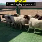 غنم نعيم البيع حيل والغنم مافحصت شرط سن وديد والغنم سمينه و