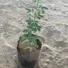 شتلات طلح نجدي