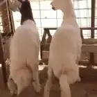 الرياض المزاحميه شخيب