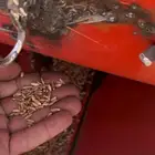 حب بر نوع حنطة بلدي من السودة