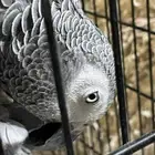 بغبغاء كاسكو نيجيري ذكر وانثى
