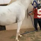 فرس لقاح ومعها مهره
