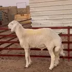 للبيع جذع فآخر ونادر حري
