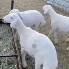 خرفان حريات