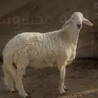 طليان حري. جبرة. شحم