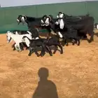 ماعز عارضيه