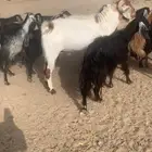معزاء دفيع ومتابيع للبيع