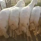 طليان حري ذبايح