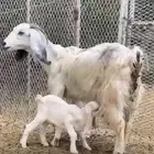 عنزا تحتها واحد