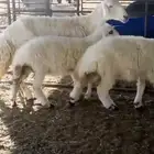 شاه حريه تامه رغوث معها رخلتين كبار فل شحم