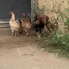 للبيع دجاج بلدي
