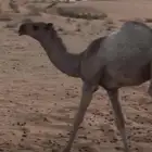 بكار وضحا وشقحا ابوهن رمان ولد رمان ابن قريع