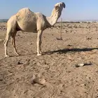 قعوداوضح تمامي السن جذع للبيع