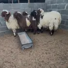 نعيمي بلدي سمين