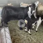 تيس فحل رباع