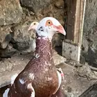 زوج اسرائيلي فاخر تايقر
