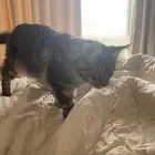 ماين كون